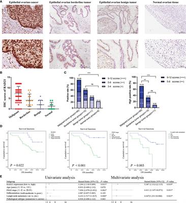 RAD21 Confers Poor Prognosis and Affects Ovarian Cancer Sensitivity to Poly(ADP-Ribose)Polymerase Inhibitors Through DNA Damage Repair